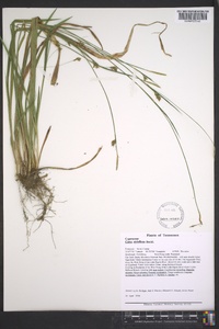 Carex styloflexa image