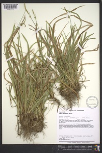 Carex styloflexa image