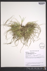 Carex rugosperma image