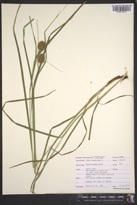 Carex squarrosa image