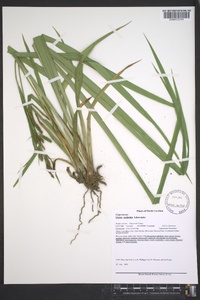 Carex scabrata image