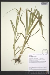 Carex scabrata image