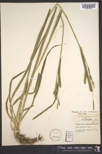 Carex scabrata image