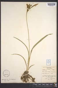 Carex scabrata image