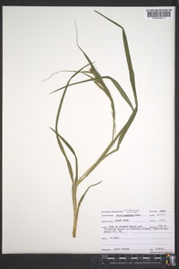 Carex scabrata image