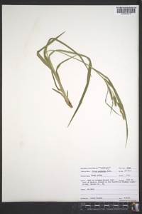 Carex scabrata image