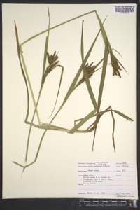 Carex scabrata image