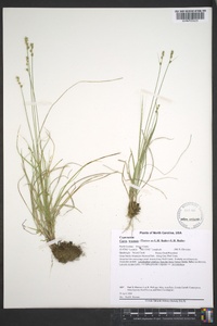 Carex texensis image