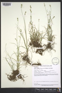 Carex texensis image