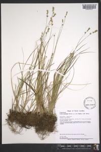 Carex texensis image