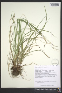 Carex swanii image