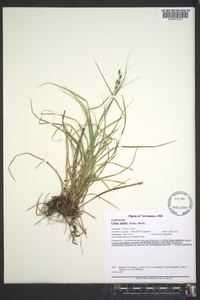 Carex swanii image