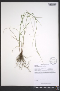 Carex swanii image