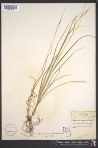 Carex swanii image