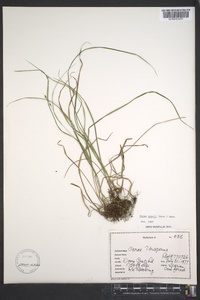 Carex swanii image