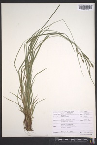 Carex swanii image