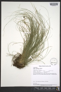 Carex trisperma image