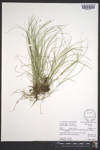 Carex trisperma image