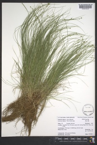 Carex trisperma image