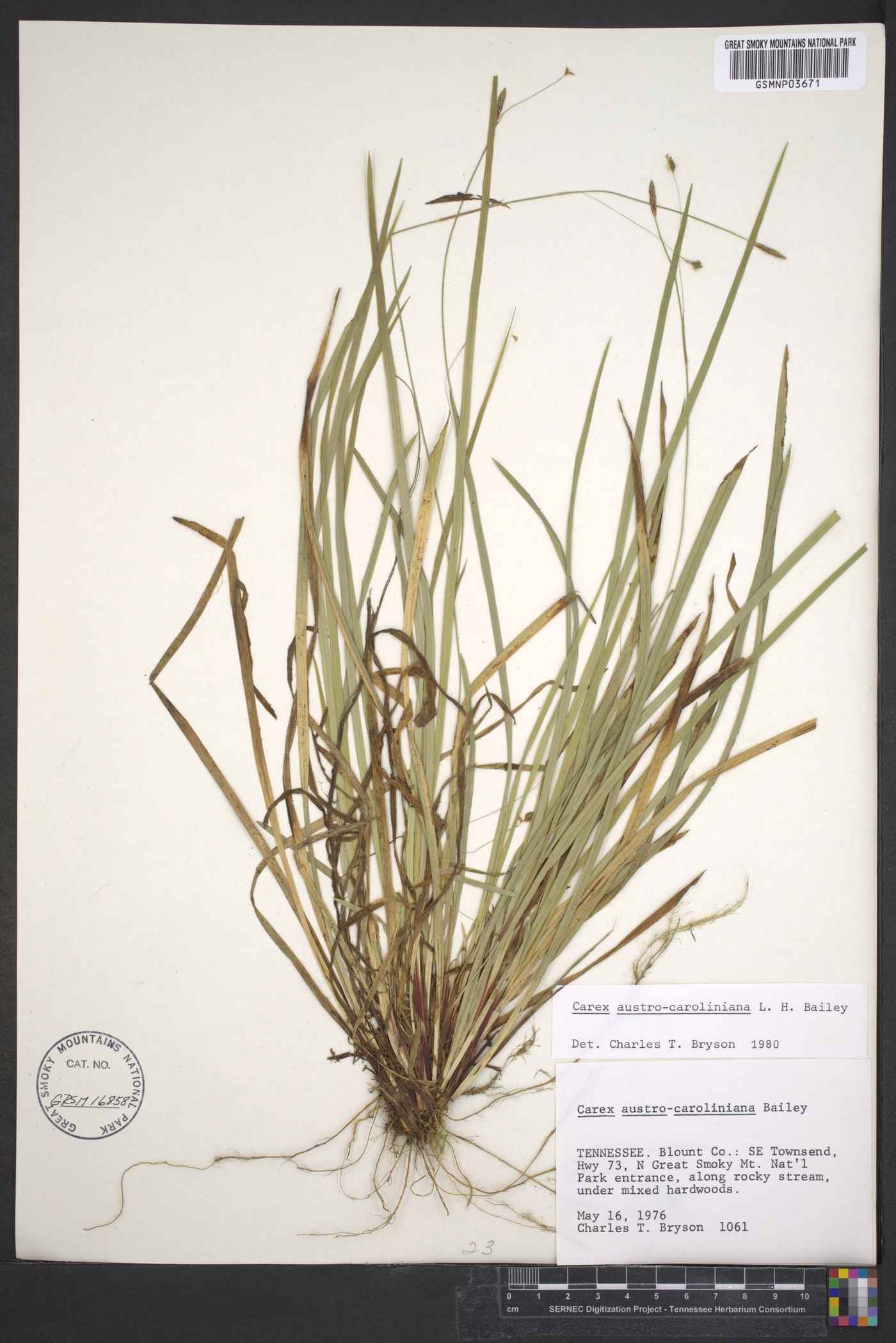 Carex austrocaroliniana image