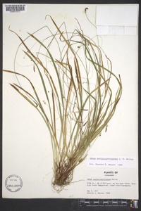 Carex austrocaroliniana image