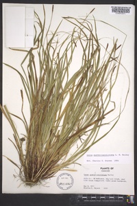 Carex austrocaroliniana image