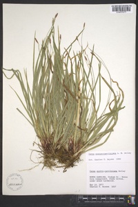 Carex austrocaroliniana image