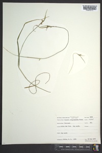 Scleria triglomerata image