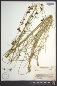 Rhynchospora capillacea image