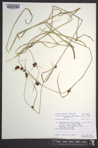 Rhynchospora capitellata image