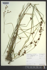 Rhynchospora capitellata image