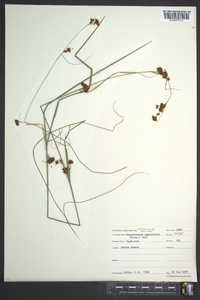 Rhynchospora capitellata image