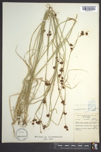 Rhynchospora capitellata image