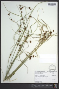 Rhynchospora capitellata image