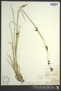 Rhynchospora capitellata image