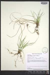 Carex umbellata image