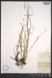 Carex virescens image