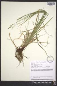 Carex virescens image