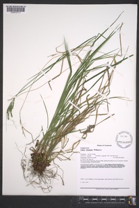 Carex virescens image