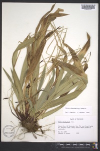 Carex plantaginea image