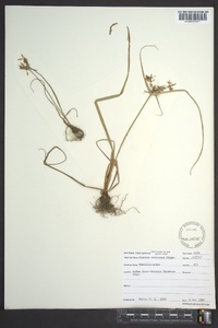 Cyperus retrorsus image