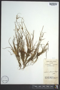 Cyperus retrorsus image