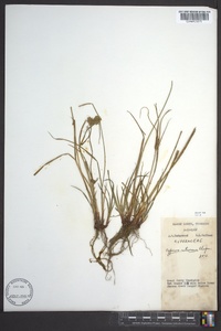 Cyperus retrorsus image