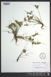 Cyperus neotropicalis image