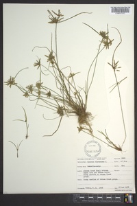 Cyperus flavescens image