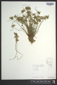 Cyperus flavescens image