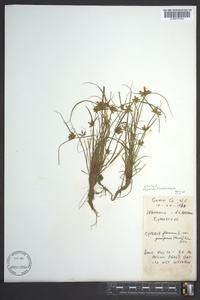 Cyperus flavescens image