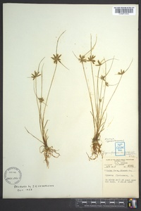 Cyperus flavescens image