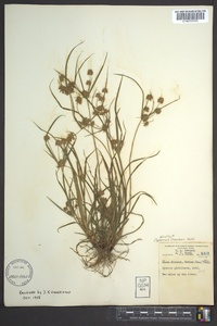 Cyperus croceus image