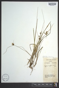 Cyperus bipartitus image